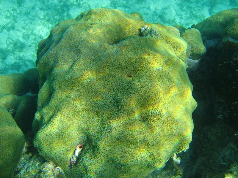 John-Pennekamp-Coral-Reef-Park-Snorkeling-Tour-024