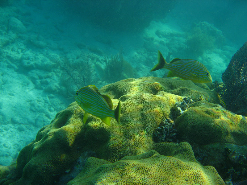 John-Pennekamp-Coral-Reef-Park-Snorkeling-Tour-027