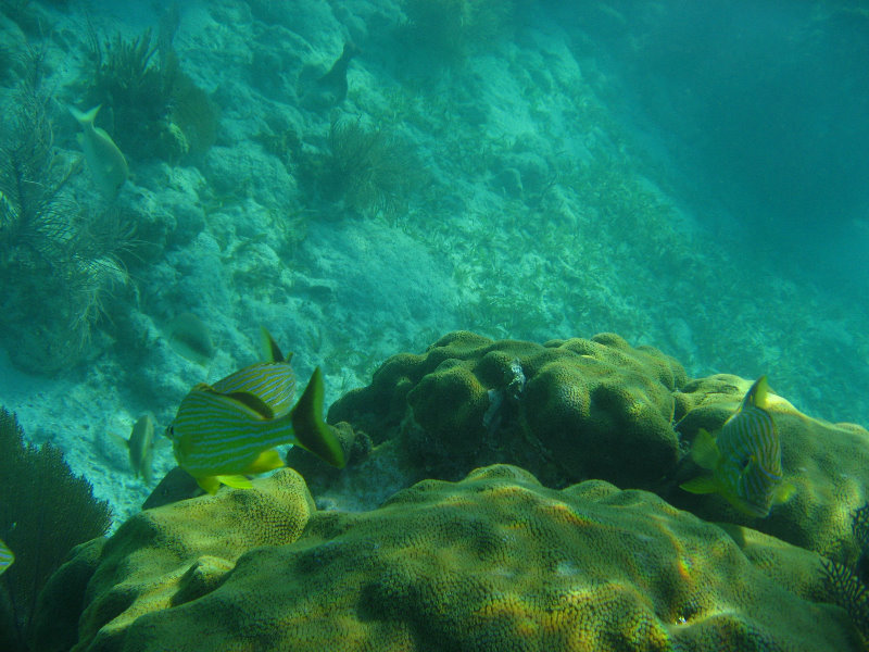 John-Pennekamp-Coral-Reef-Park-Snorkeling-Tour-028