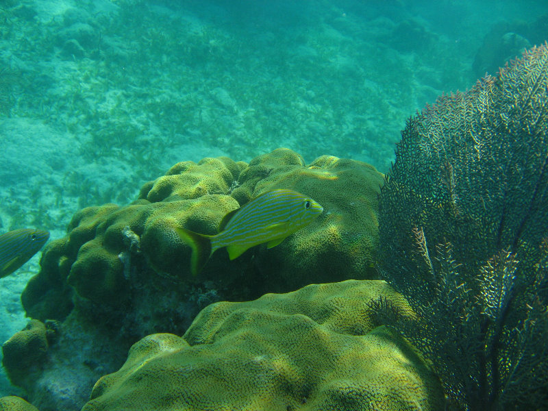 John-Pennekamp-Coral-Reef-Park-Snorkeling-Tour-029