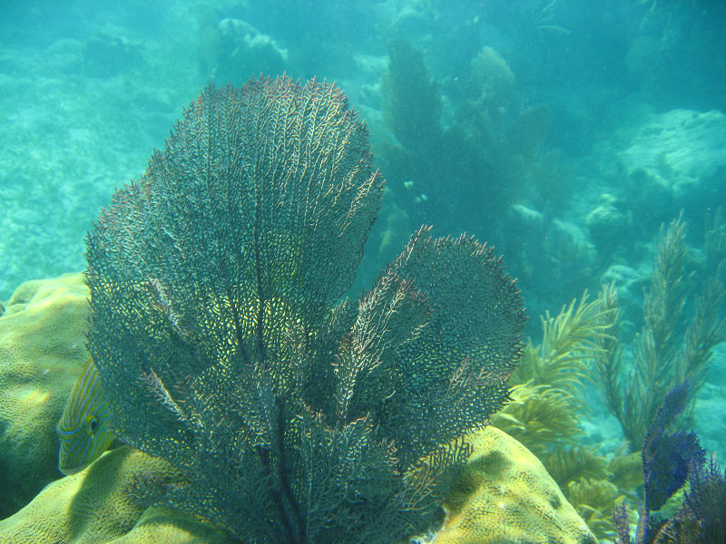 John-Pennekamp-Coral-Reef-Park-Snorkeling-Tour-030