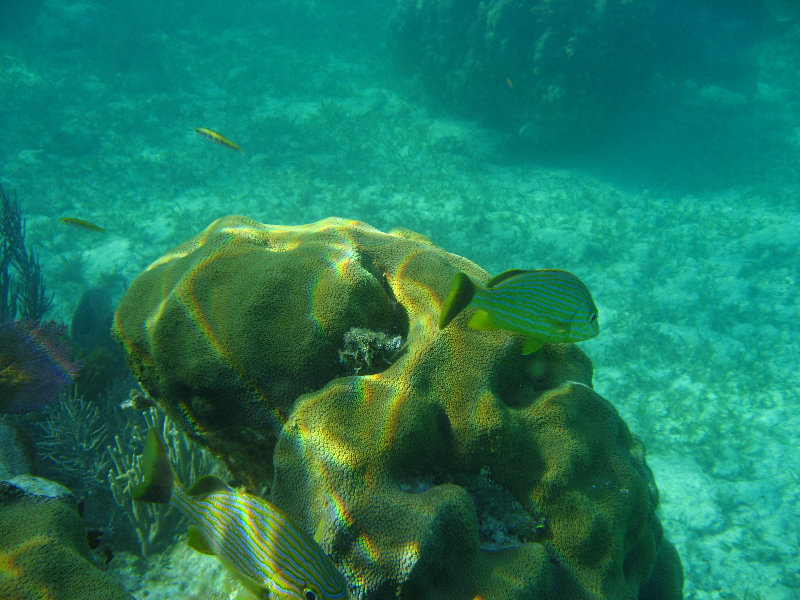 John-Pennekamp-Coral-Reef-Park-Snorkeling-Tour-031