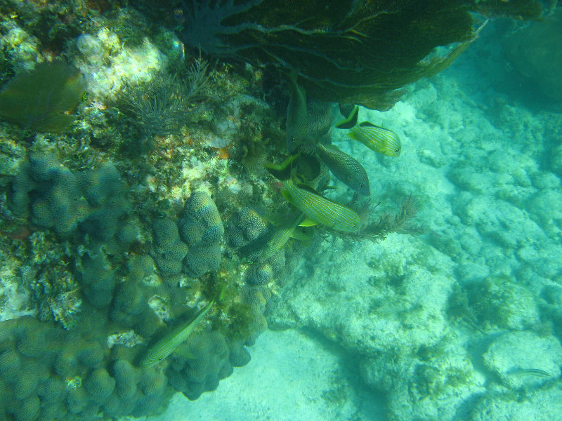 John-Pennekamp-Coral-Reef-Park-Snorkeling-Tour-032