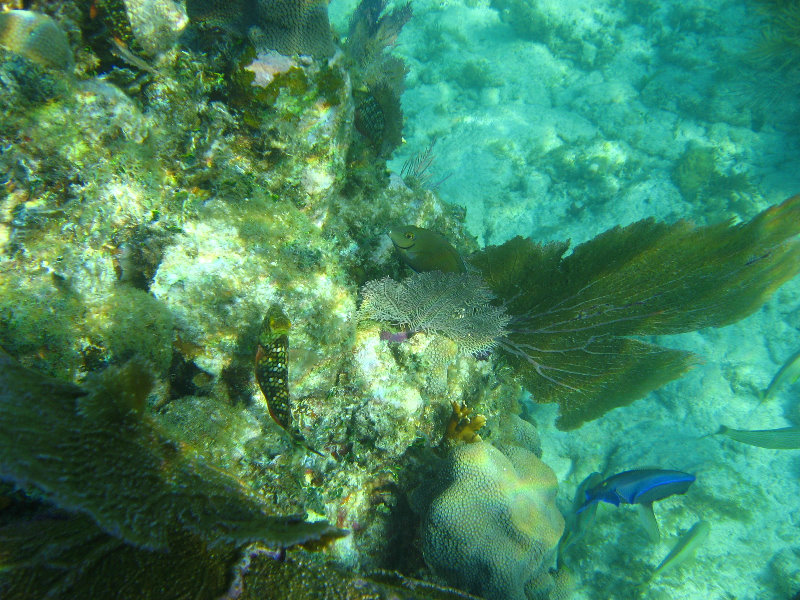 John-Pennekamp-Coral-Reef-Park-Snorkeling-Tour-033