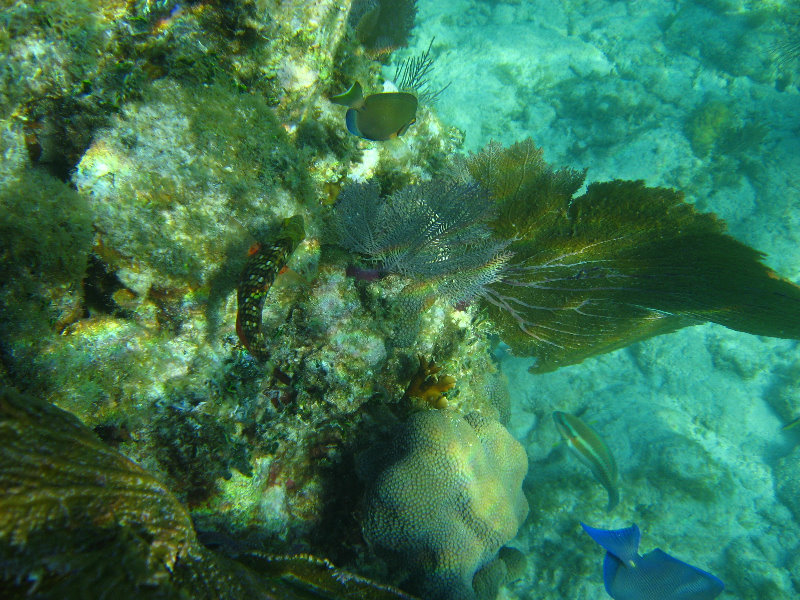 John-Pennekamp-Coral-Reef-Park-Snorkeling-Tour-034