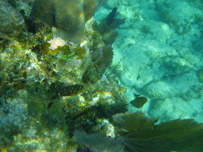 John-Pennekamp-Coral-Reef-Park-Snorkeling-Tour-035