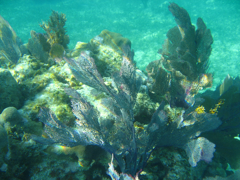 John-Pennekamp-Coral-Reef-Park-Snorkeling-Tour-037