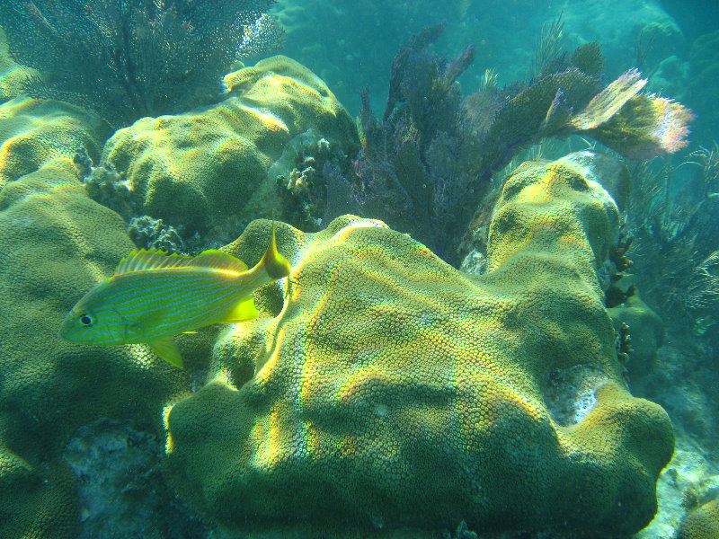 John-Pennekamp-Coral-Reef-Park-Snorkeling-Tour-040