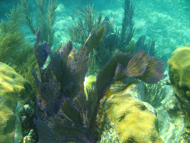 John-Pennekamp-Coral-Reef-Park-Snorkeling-Tour-042