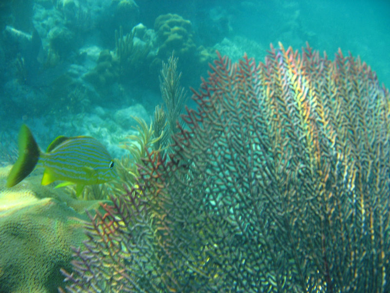 John-Pennekamp-Coral-Reef-Park-Snorkeling-Tour-043