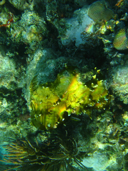 John-Pennekamp-Coral-Reef-Park-Snorkeling-Tour-047