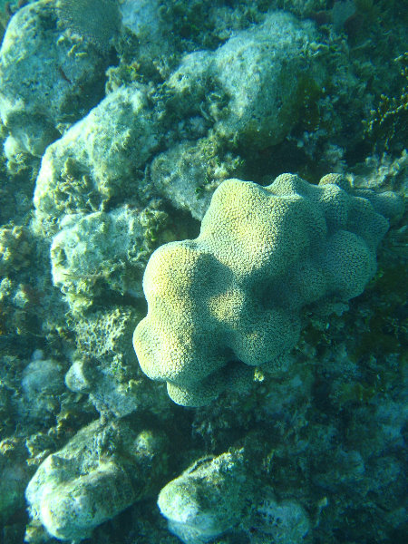 John-Pennekamp-Coral-Reef-Park-Snorkeling-Tour-050