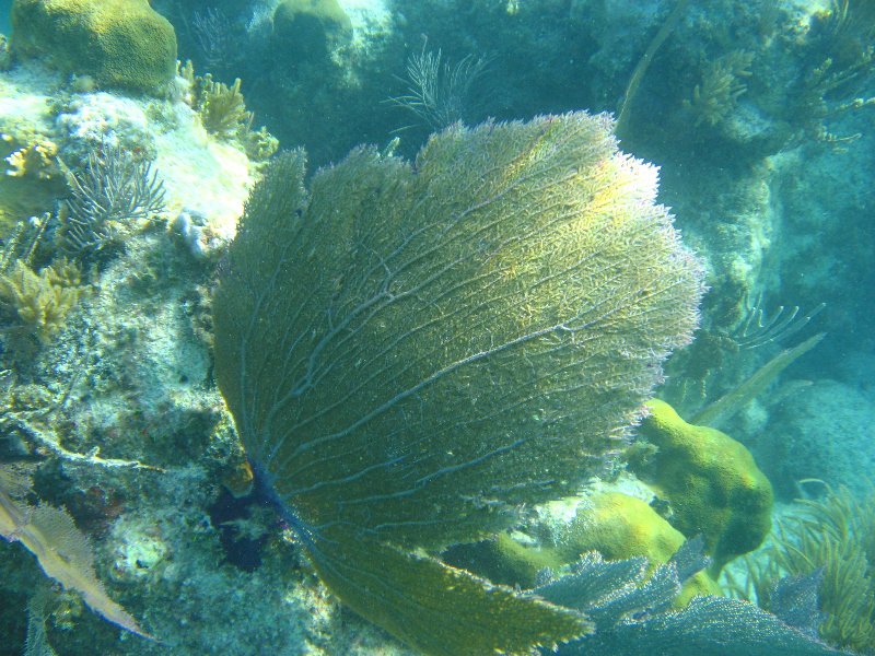 John-Pennekamp-Coral-Reef-Park-Snorkeling-Tour-053