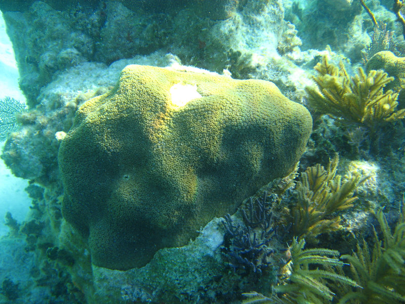 John-Pennekamp-Coral-Reef-Park-Snorkeling-Tour-054