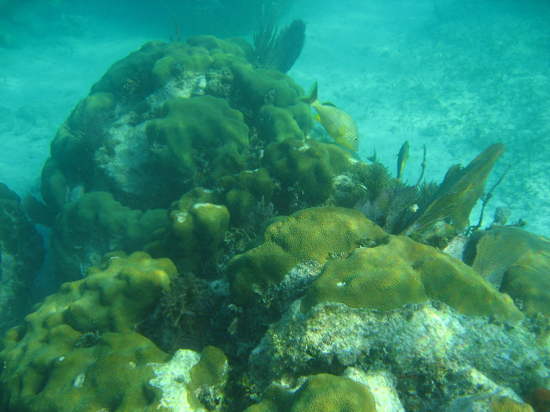 John-Pennekamp-Coral-Reef-Park-Snorkeling-Tour-055