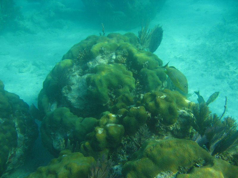 John-Pennekamp-Coral-Reef-Park-Snorkeling-Tour-056