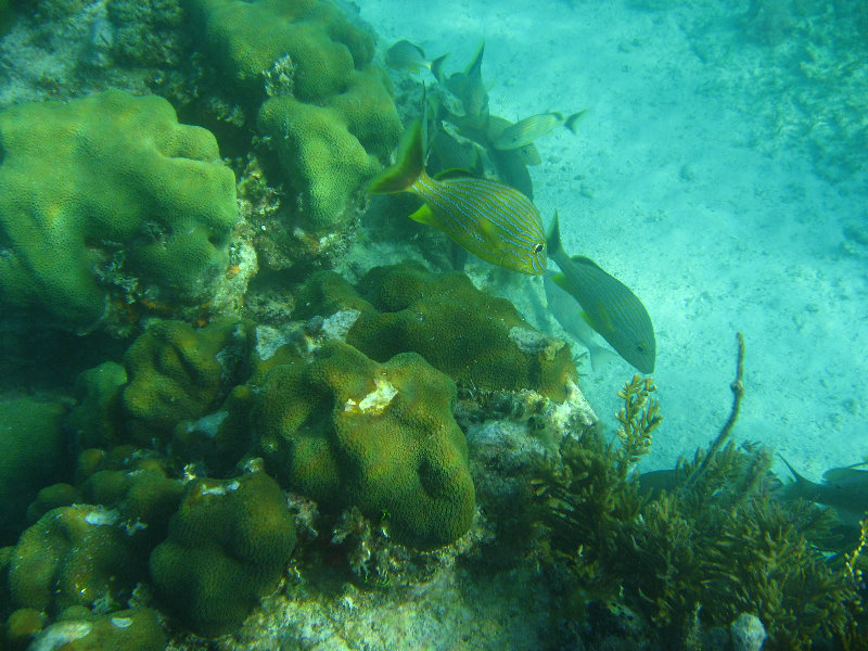 John-Pennekamp-Coral-Reef-Park-Snorkeling-Tour-057