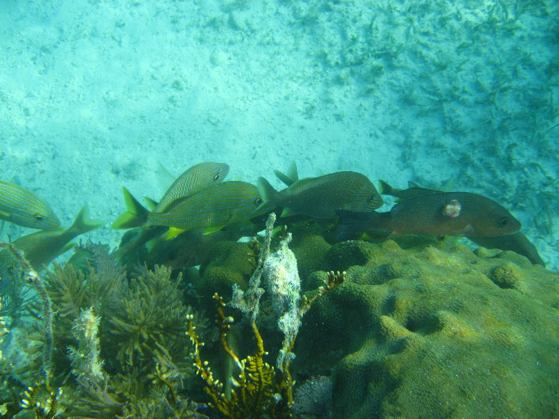 John-Pennekamp-Coral-Reef-Park-Snorkeling-Tour-059