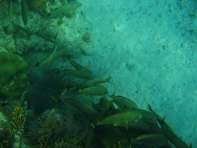 John-Pennekamp-Coral-Reef-Park-Snorkeling-Tour-060