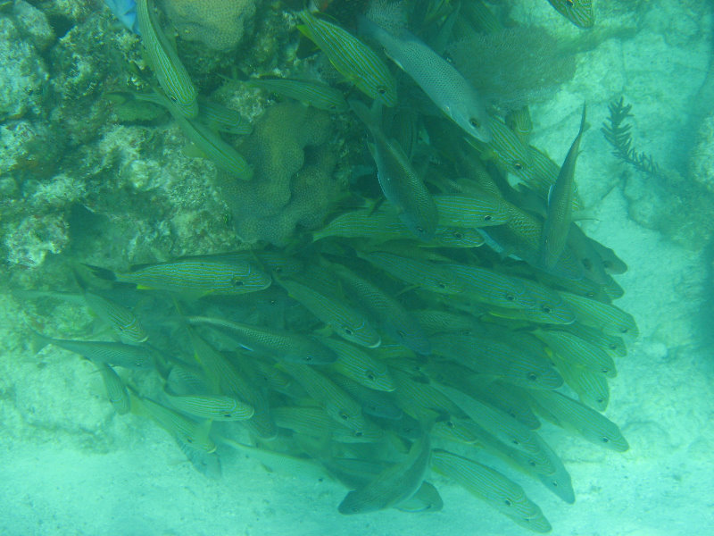 John-Pennekamp-Coral-Reef-Park-Snorkeling-Tour-062