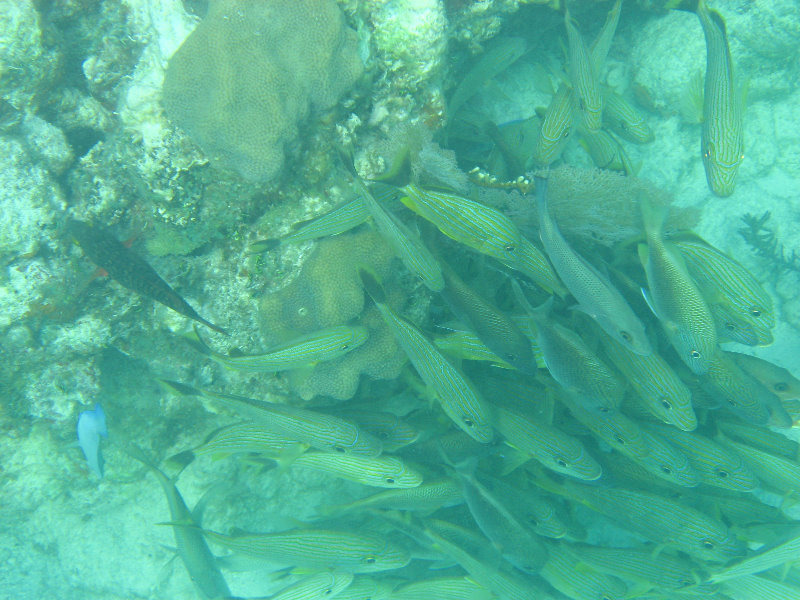 John-Pennekamp-Coral-Reef-Park-Snorkeling-Tour-063