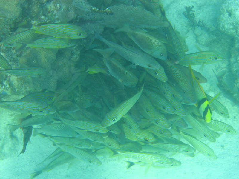 John-Pennekamp-Coral-Reef-Park-Snorkeling-Tour-064