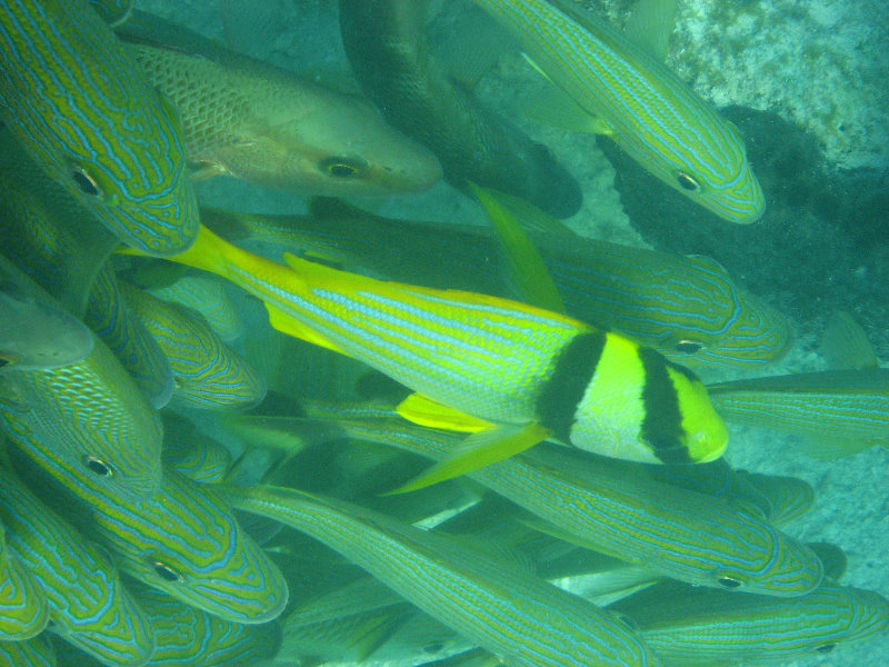 John-Pennekamp-Coral-Reef-Park-Snorkeling-Tour-066