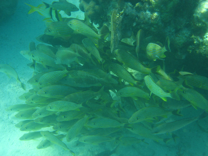 John-Pennekamp-Coral-Reef-Park-Snorkeling-Tour-070