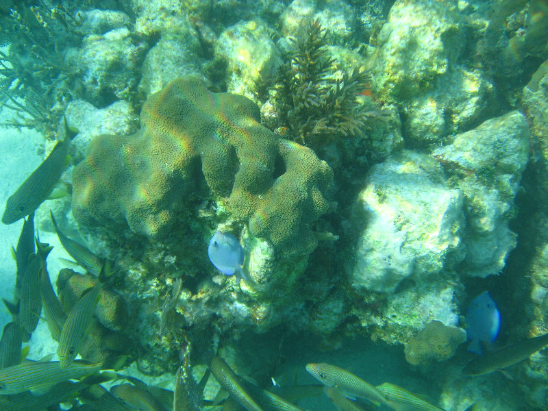 John-Pennekamp-Coral-Reef-Park-Snorkeling-Tour-071