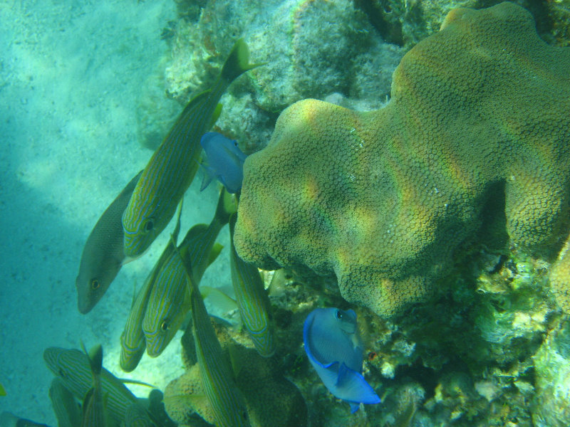 John-Pennekamp-Coral-Reef-Park-Snorkeling-Tour-073