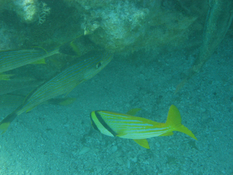 John-Pennekamp-Coral-Reef-Park-Snorkeling-Tour-075