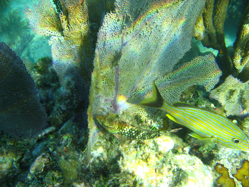 John-Pennekamp-Coral-Reef-Park-Snorkeling-Tour-079