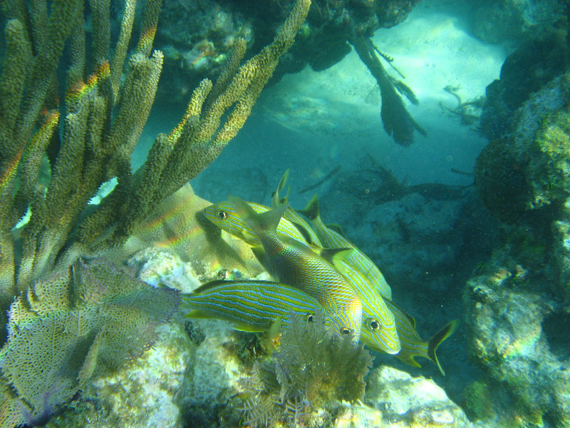 John-Pennekamp-Coral-Reef-Park-Snorkeling-Tour-080