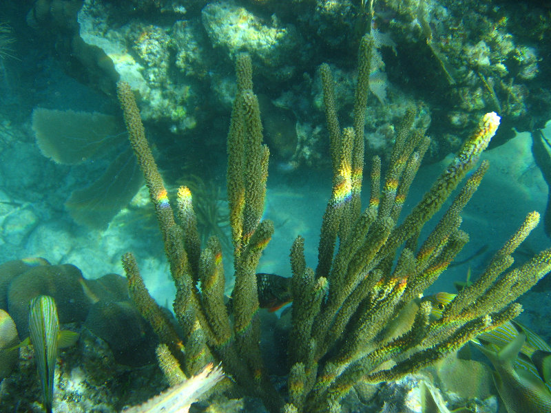 John-Pennekamp-Coral-Reef-Park-Snorkeling-Tour-081