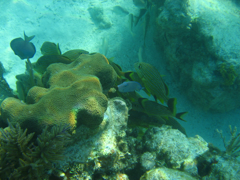 John-Pennekamp-Coral-Reef-Park-Snorkeling-Tour-082