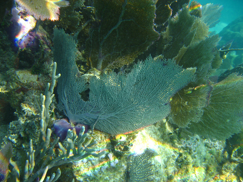 John-Pennekamp-Coral-Reef-Park-Snorkeling-Tour-083