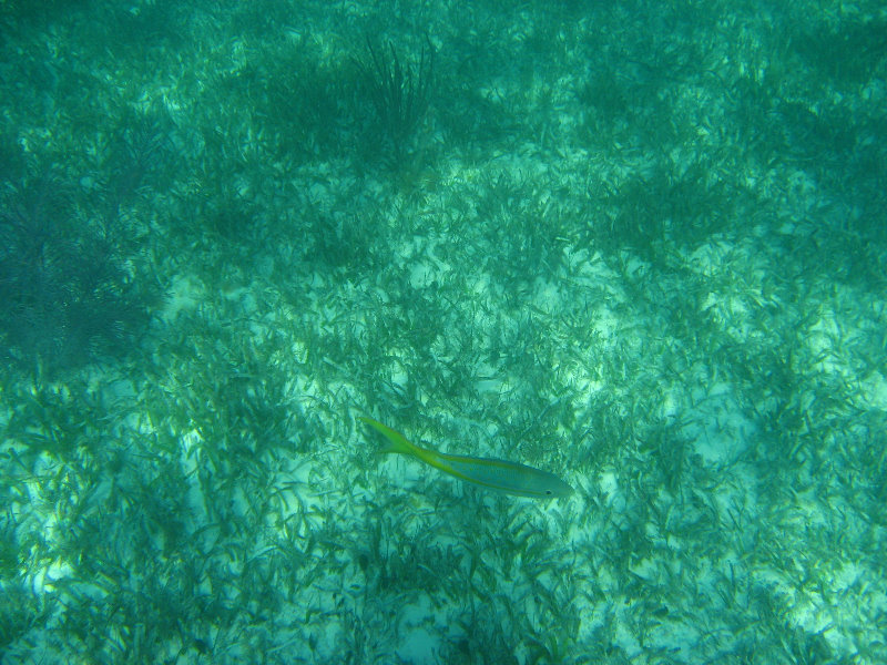 John-Pennekamp-Coral-Reef-Park-Snorkeling-Tour-097