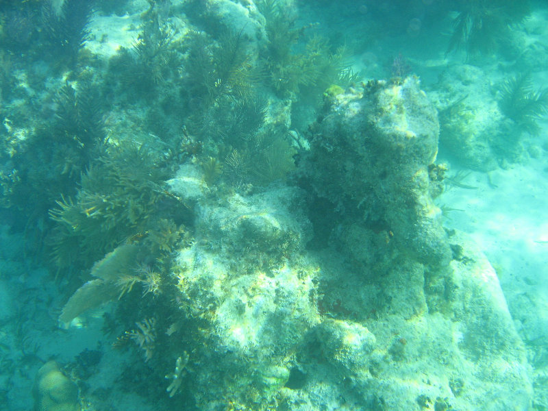 John-Pennekamp-Coral-Reef-Park-Snorkeling-Tour-100