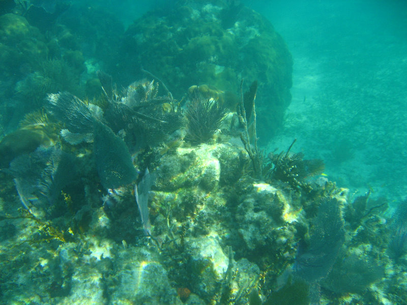 John-Pennekamp-Coral-Reef-Park-Snorkeling-Tour-103