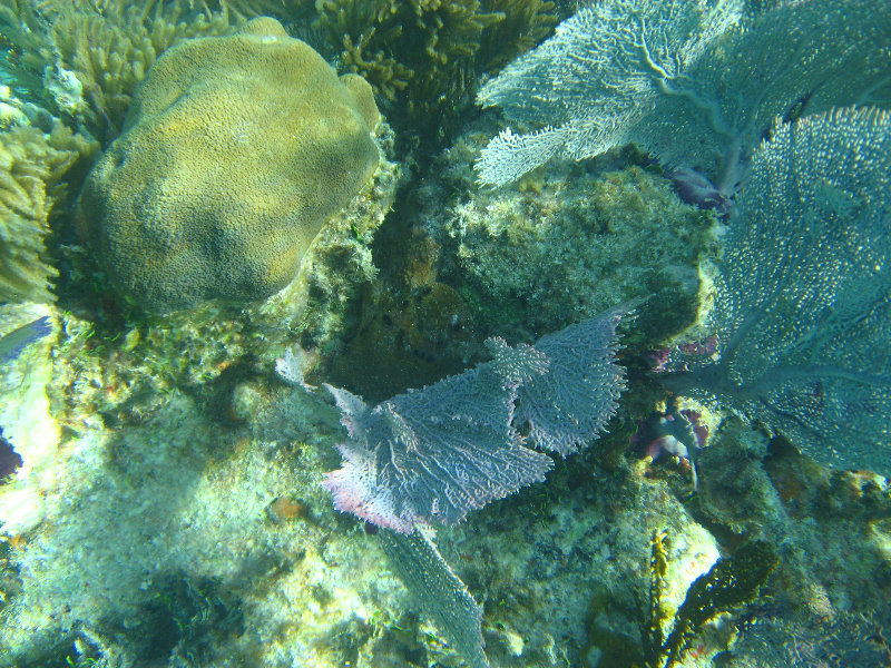 John-Pennekamp-Coral-Reef-Park-Snorkeling-Tour-106