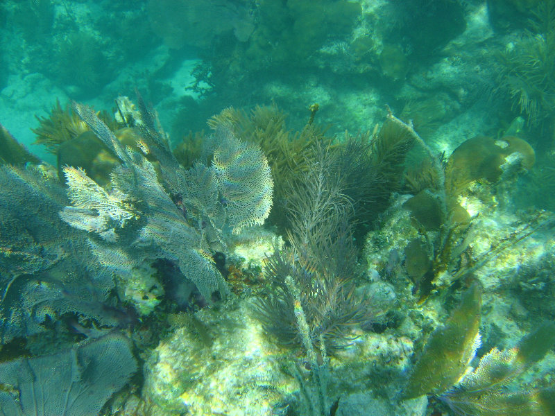 John-Pennekamp-Coral-Reef-Park-Snorkeling-Tour-107