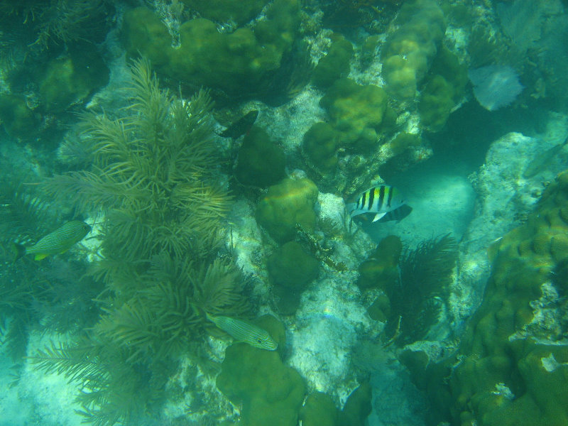 John-Pennekamp-Coral-Reef-Park-Snorkeling-Tour-108