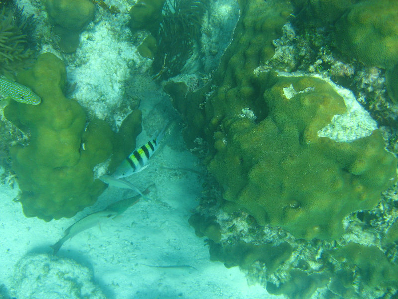 John-Pennekamp-Coral-Reef-Park-Snorkeling-Tour-109