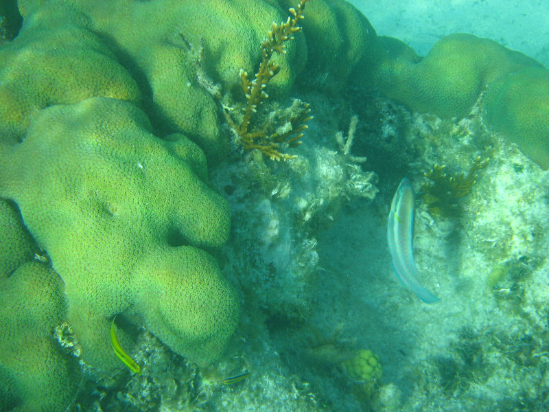 John-Pennekamp-Coral-Reef-Park-Snorkeling-Tour-114