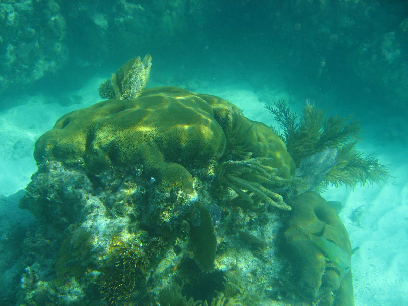 John-Pennekamp-Coral-Reef-Park-Snorkeling-Tour-116