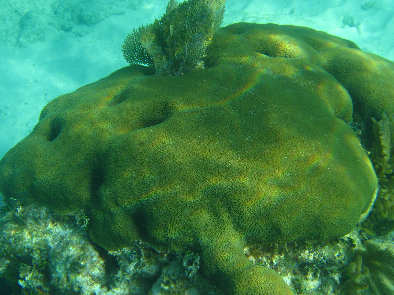 John-Pennekamp-Coral-Reef-Park-Snorkeling-Tour-117