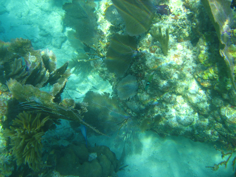 John-Pennekamp-Coral-Reef-Park-Snorkeling-Tour-122