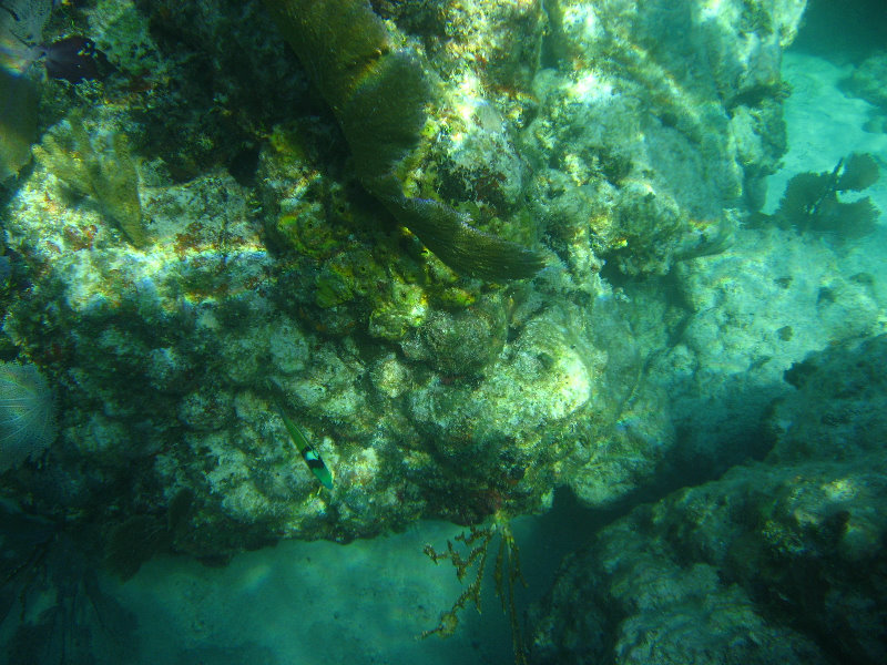 John-Pennekamp-Coral-Reef-Park-Snorkeling-Tour-123