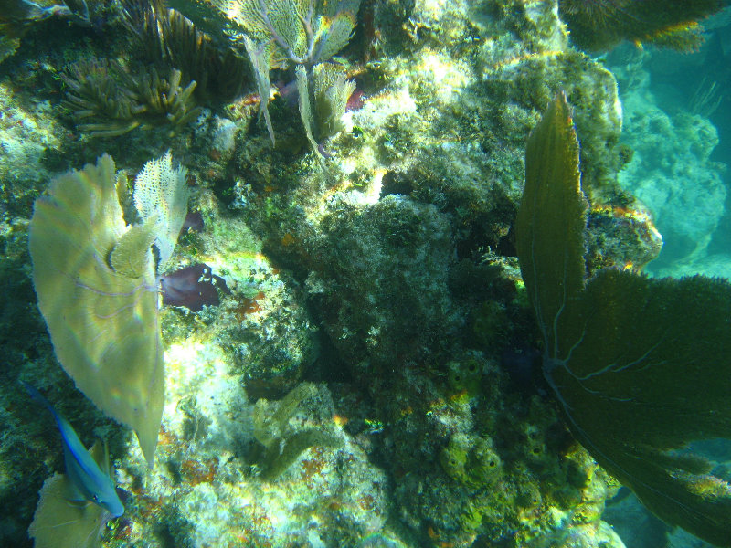 John-Pennekamp-Coral-Reef-Park-Snorkeling-Tour-124