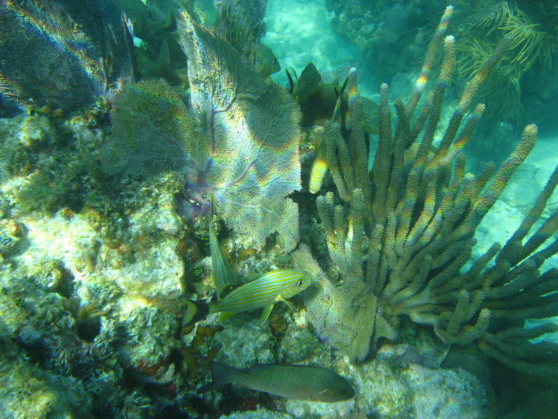 John-Pennekamp-Coral-Reef-Park-Snorkeling-Tour-126